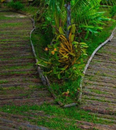 Mangrove Trail