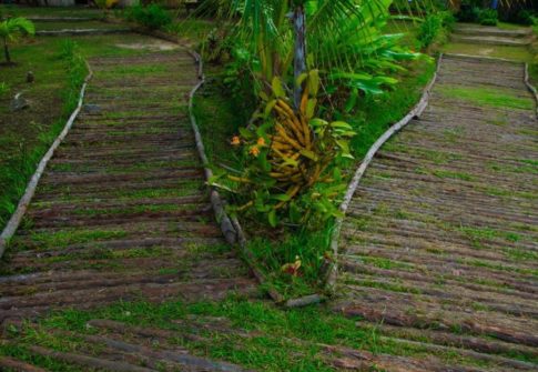 Mangrove Trail