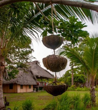 Coconut Flowerpots Making Lessons