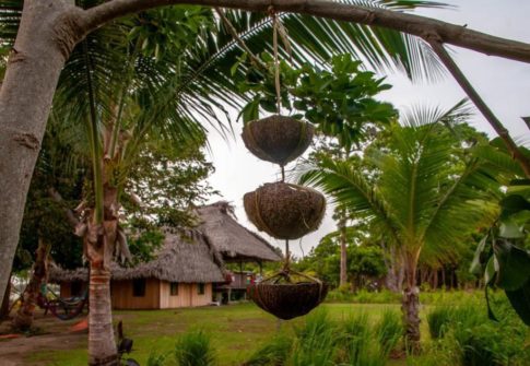 Coconut Flowerpots Making Lessons